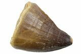 Fossil Mosasaur (Thalassotitan) Tooth - Morocco #353259-1